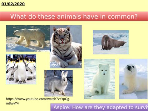 Ks4 Variation Evolution Adaptation Teaching Resources