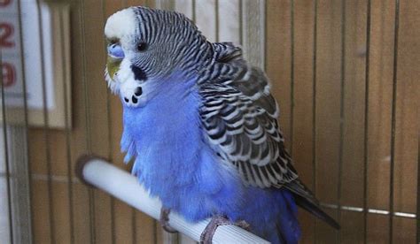 Why Do Parakeets Puff Up Know Some Of Reasons Here