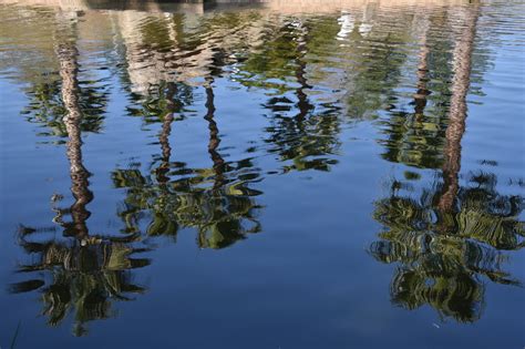 Palm Tree Reflection Free Stock Photo Public Domain Pictures