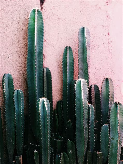 Keemf Vsco Grid Plants Cactus Cacti And Succulents