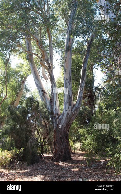 A River Red Gum Tree Surrounded By Bushes And Trees In The Sonoran