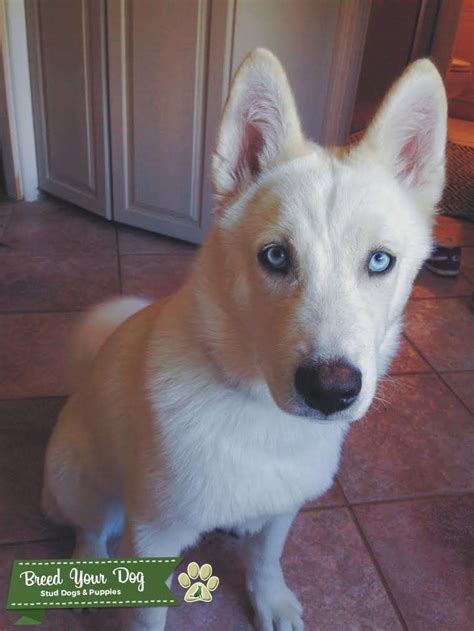 White Siberian Husky Available For Stud Both Blue Eyes Stud Dog In