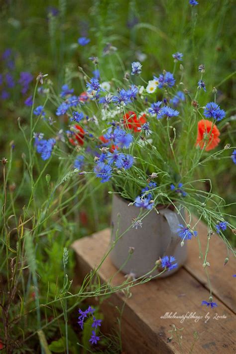 396 best wildflower cottage images on pinterest