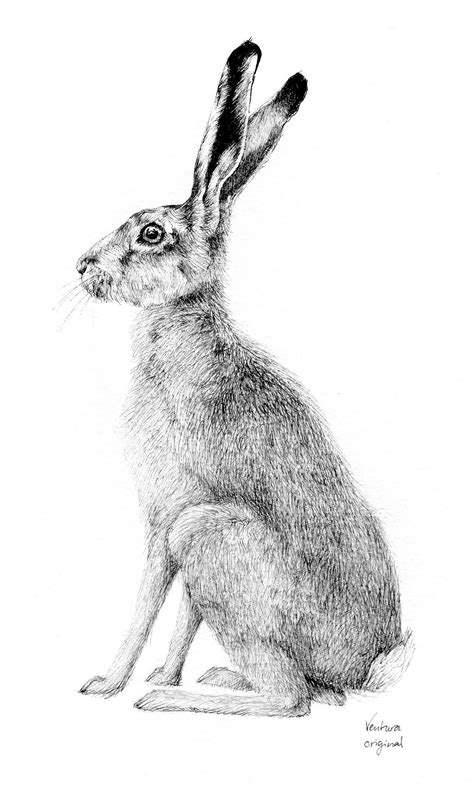 Image Result For Drawing Of A Hare Hare Drawing Hare Painting