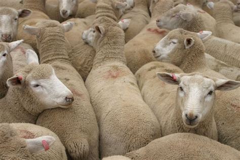 Record Lamb And Mutton Price Conditions Repeating In 2015 Sheep Central
