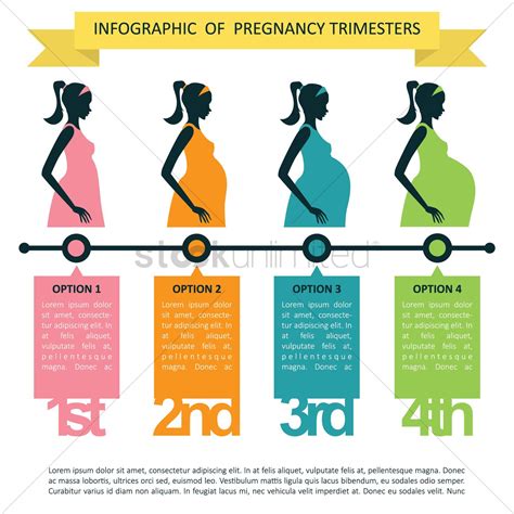 Explain The Three Trimesters Of Pregnancy