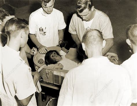 First chimpanzee in space - Stock Image - C007/4496 - Science Photo Library