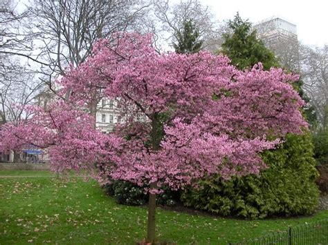 Check out these three groups of plants—magnolia, dogwood, and viburnum—and you will not be disappointed. Nursery Plants: How to Flowering Cherry Tree