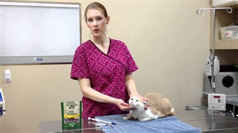 How To Medicate Your Cat Youtube
