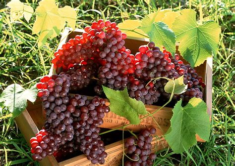 Hd Wallpaper Grape Fruit Grapes Grass Leaves Food Healthy Eating