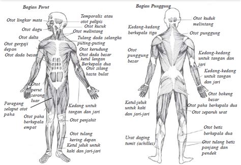 Anatomi Otot Tangan Pada Ekstremitas Superior Tubuh Manusia Anatomi Sexiz Pix