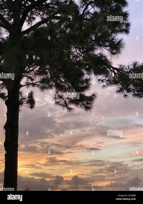 Colorful Sunset Skies With Large Pine Tree Silhouette Stock Photo Alamy