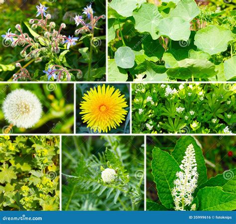 Wild And Medicinal Herbs Royalty Free Stock Image Image 35999616