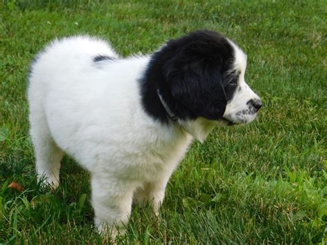 We sell beautiful, friendly, registered newfoundland puppies. Newfoundland Dog Puppies For Sale | Dundee, OH #225058