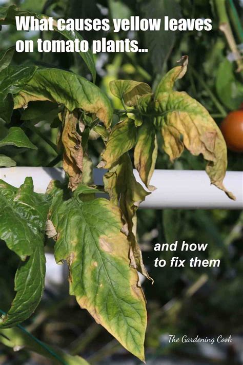 Are The Leaves On Your Tomato Plants Turning Yellow Find Out What