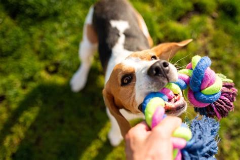 12 Games For Dogs To Keep Your Pup Entertained And Healthy