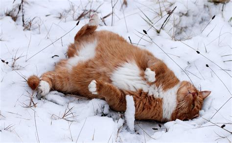 Cats In Snow Wallpapers Top Free Cats In Snow Backgrounds