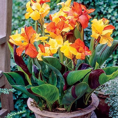 They can be afflicted by all of the same conditions as their larger relatives. Dwarf Canna Cleopatra | K. van Bourgondien