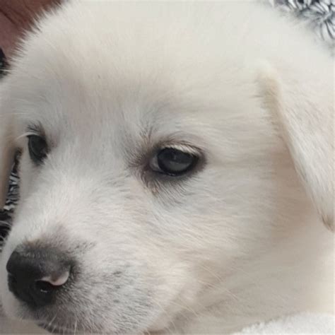 Adoption fees help offset our medical and boarding fees. Adopt a Great Pyrenees puppy near Dallas, TX | Get Your Pet