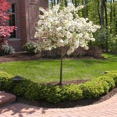 Careful attention to proper planting techniques prevents future. Ornamental Drawf Crabapple Trees | Coralburst Crabapple in ...