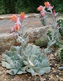 Echeveria runyonii en flor. Foto: Wikipedia. | Plantas y Jardín