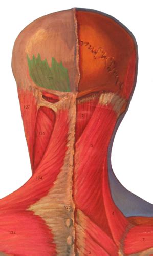 Muscles Of The Head And Neck Flashcards Quizlet