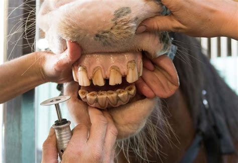 Overview Of Equine Dental Care Rocky Mountain Horse Property