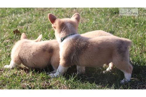 Use the measurements below to help you choose the right collar for a healthy, happy pet. Green Collar: Welsh Corgi, Pembroke puppy for sale near ...