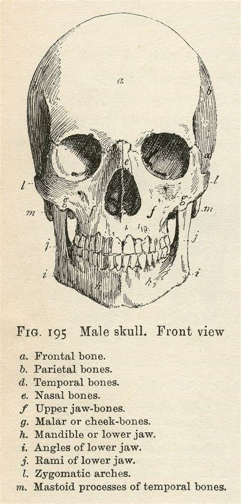 Vintage Anatomy Clip Art Bones And Skull Halloween Halloween Prints