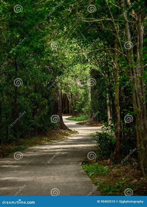 Winding Path Through The Woods Stock Photo Image Of Green Natural