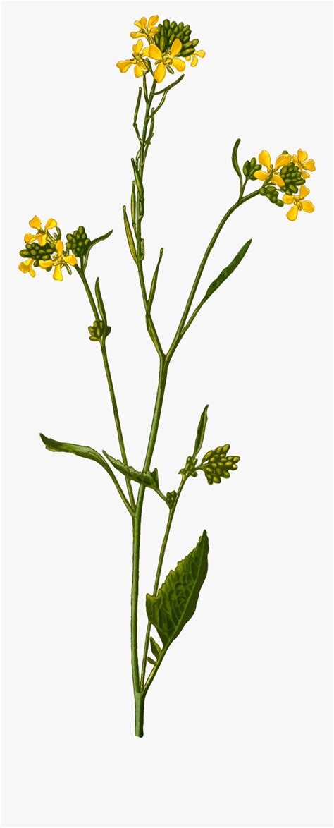 Mustard Seed Plant Drawing Free Transparent Clipart Clipartkey