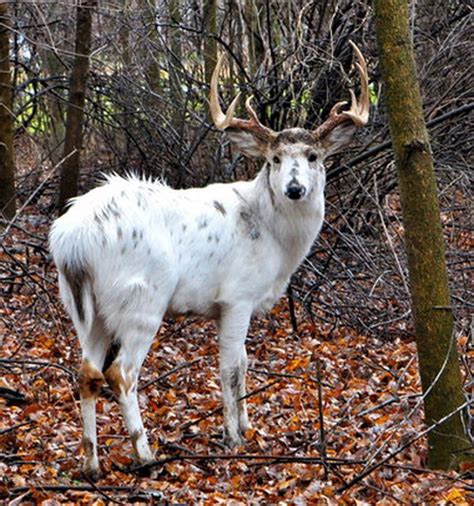 Piebald Deer To Shoot Or Not To Shoot Outdoor Life Whitetail Deer