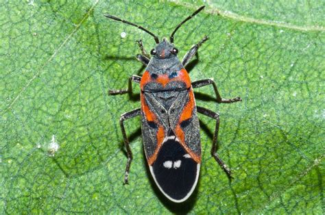 Milkweed Bug