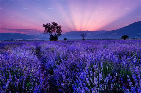 Beautiful Image Of Lavender Field Featuring Lavender Beautiful And