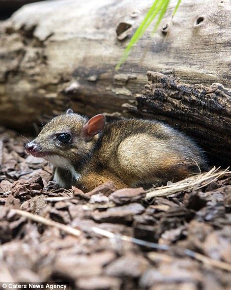 Less than 22 inches (55 centimeters) long as adults, mouse deer are one of the smallest hoofed animal species. Baby Java mouse deer takes its first steps after being born at Dutch zoo | Daily Mail Online