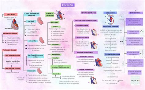 Mapas Conceptuales Del Sistema Cardiovascular Abigail Paredes Udocz