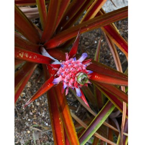 Ananas Lucidus Red Spineless Pineapple In Gardentags Plant Encyclopedia