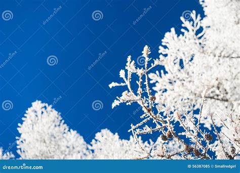 Hoarfrost On The Trees And Dark Blue Sky Stock Image Image Of