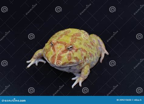 Yellow Spotted Frog Ceratophrys Cranwelli Stock Photo Image Of Lizard