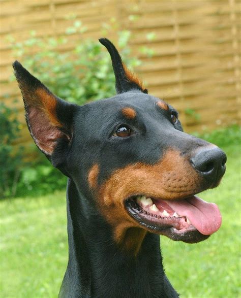 Doberman