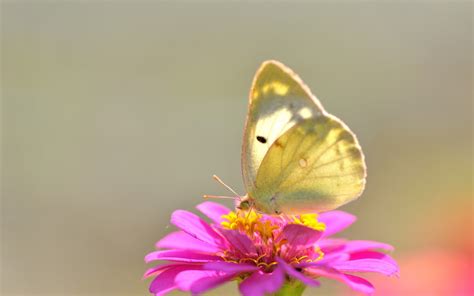 Yellow Butterfly On Pink Flower Wallpapers And Images