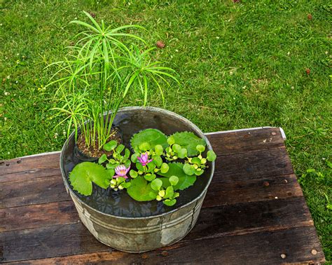 How To Plant A Water Container Garden Midwest Living
