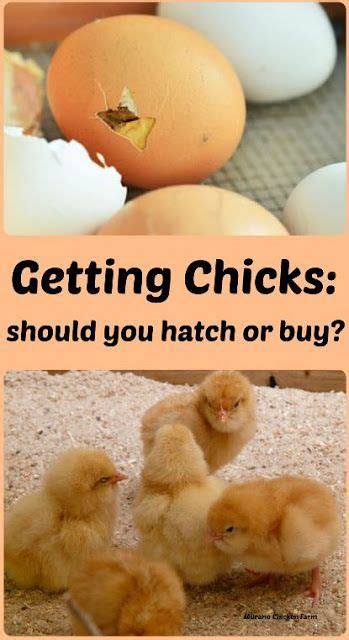 Getting New Chicks Should You Hatch Or Buy Chickens Backyard