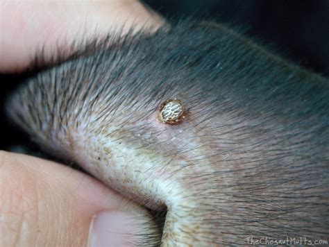 Ticks On Dogs Removal