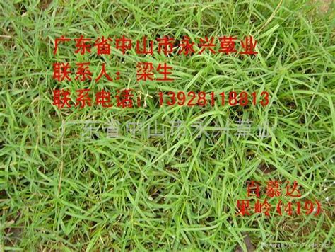 塔卡 比利時法郎 保加利亞列弗 巴林第納爾 百慕達元 玻利維亞諾 巴西里爾 波札那普拉 瑞士法郎 智利披索 離岸人民幣 哥倫比亞披索 古巴披索 捷克克魯. 百慕達草 - 006 (中國 生產商) - 綠化苗木 - 園藝 產品 「自助貿易」