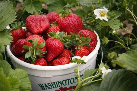 Strawberry Picking Washington And Strawberries On Pinterest