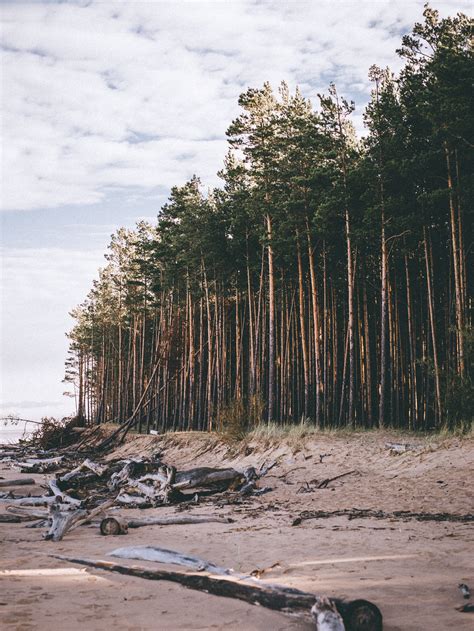 Green Pine Trees Beside Of Seashore Scenery · Free Stock Photo