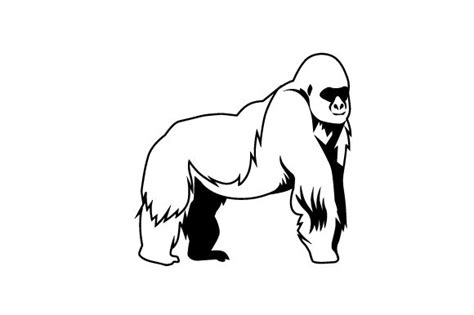 Silverback Gorilla Drawing Free Download On Clipartmag