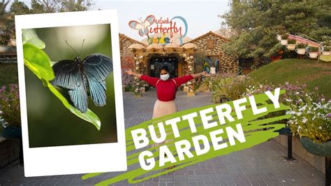 Dubai Butterfly Garden Youtube