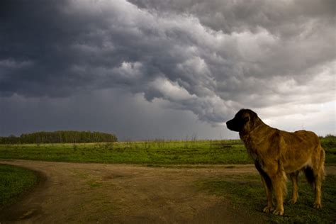 8 Tips For Keeping Your Dog Safe During A Tornado Dogster
